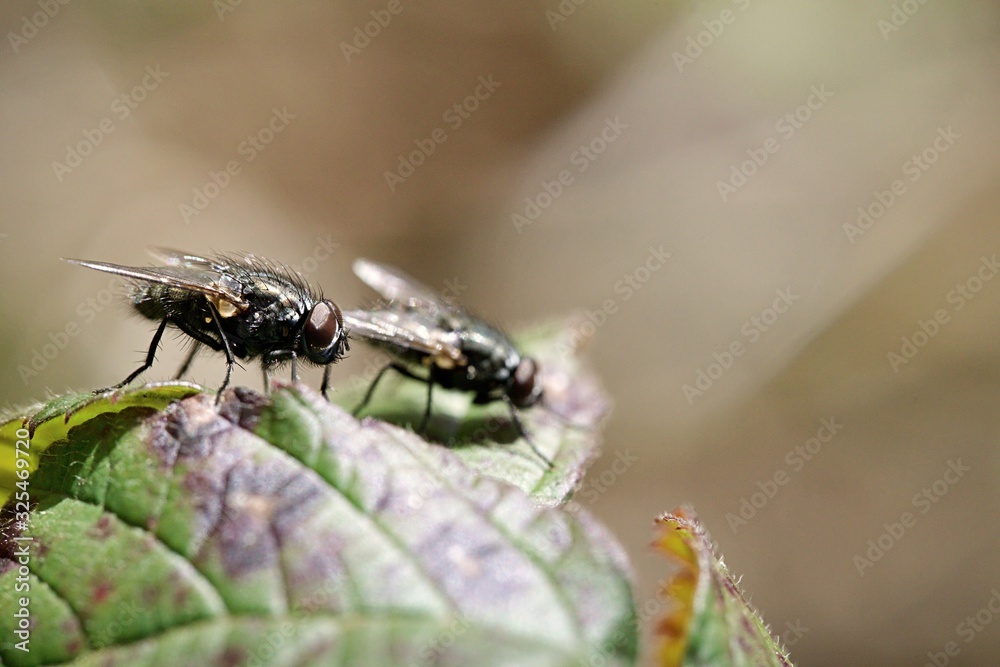Mouche macro