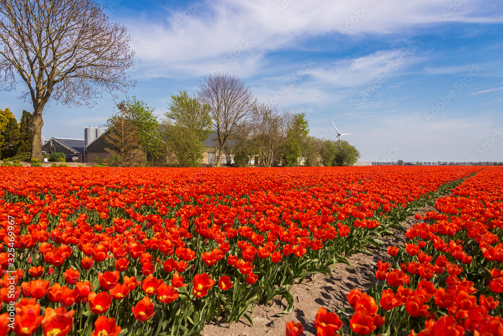 blooming tulip fields in the Netherlands in spring time blooming tulip fields in the Netherlands in spring time