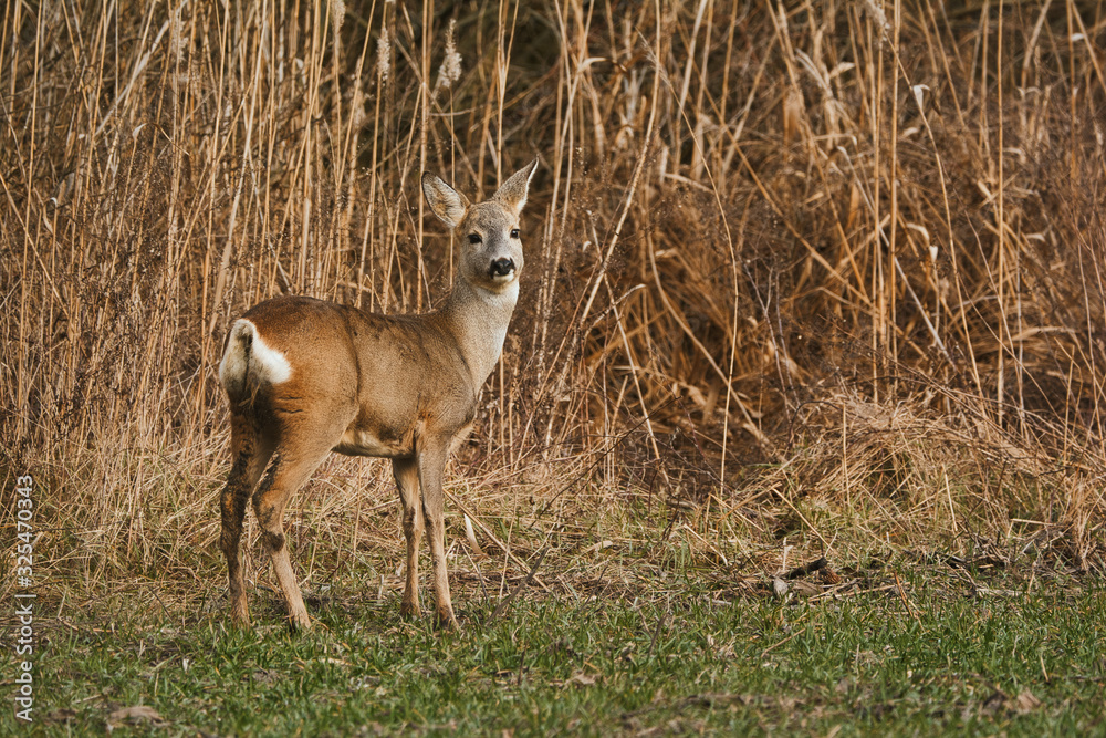 Obraz premium Roe deer - Capreolus capreolus on a meadow