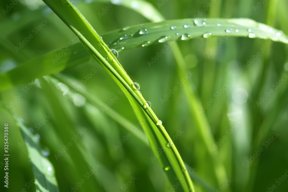 Green wet grass in water drops after rain. Fresh summer plants in sunlight. Green wet grass in water drops after rain. Fresh summer plants in sunlight.
