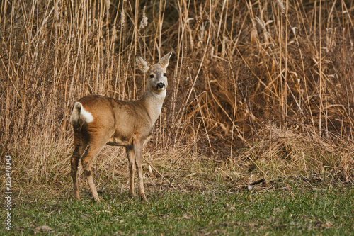 Fototapeta Naklejka Na Ścianę i Meble -  Roe deer - Capreolus capreolus on a meadow