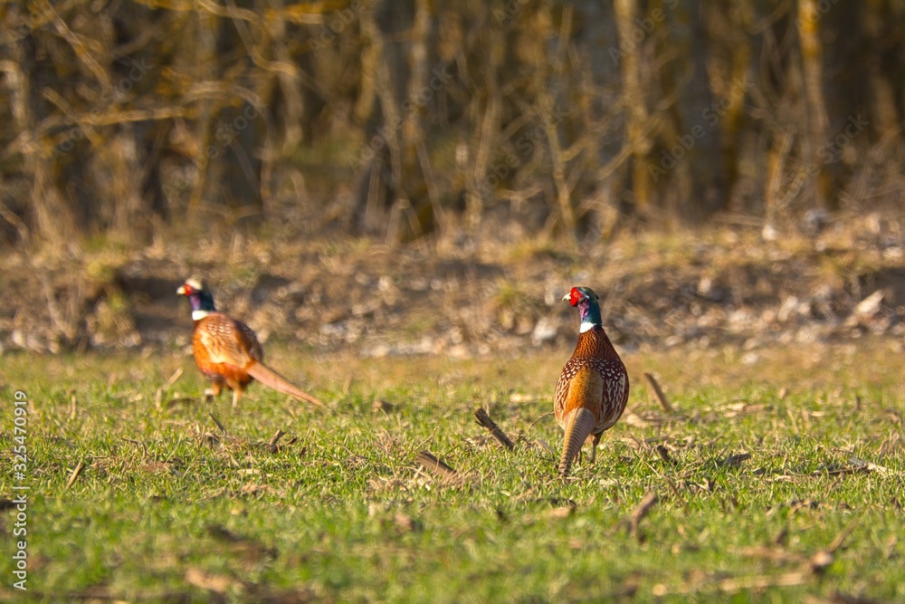 Fototapeta premium Ringneck Pheasant (Phasianus colchicus) male on meadow