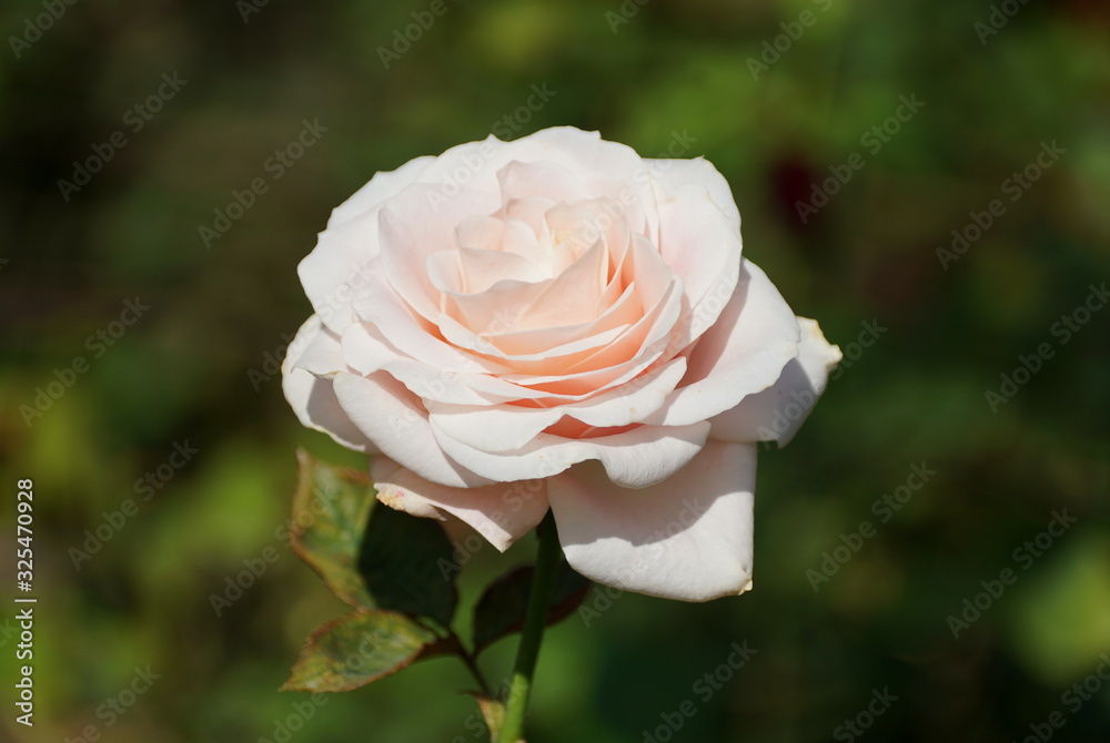 Close up of a beautiful light pink rose Close up of a beautiful light pink rose