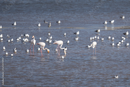 Flamencos y otras aves en el Delta del Llobregat photo