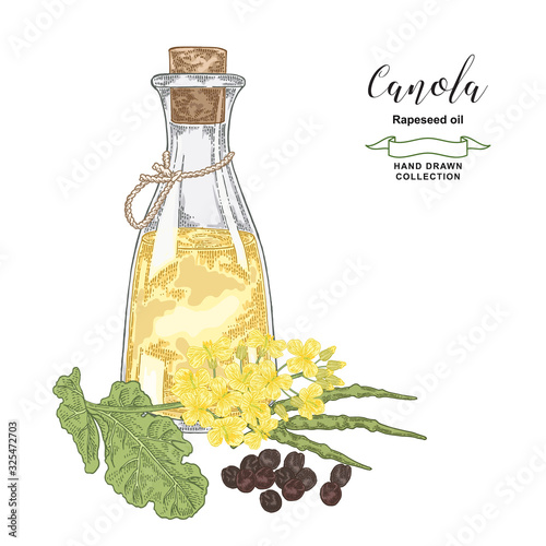 Canola, rapeseed oil hand drawn. Colorful rape flowers, seeds and glass bottle of oil isolated on white background. Vector illustration. Vintage engraving style.