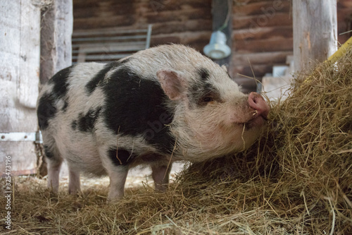 home pig in farmland
