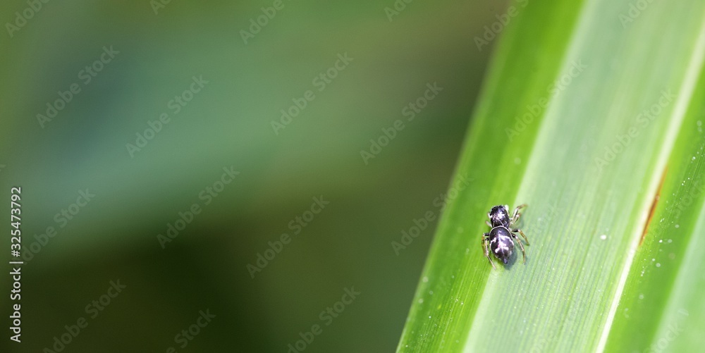 Araignée Araignée