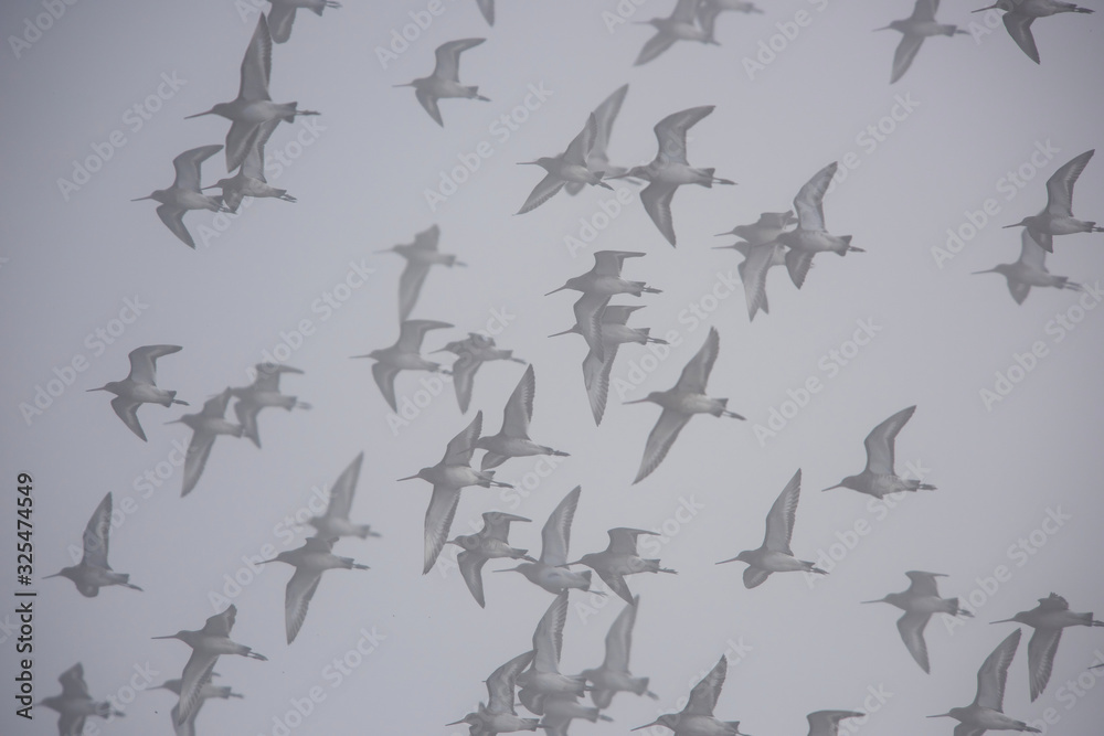 Black-tailed Godwits in flight in the fog. Their Latin name are Limosa limosa. Black-tailed Godwits in flight in the fog. Their Latin name are Limosa limosa.