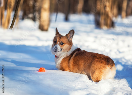 cute red Corgi dog puppy is walking in the winter Sunny Park having fun running through the snow and playing ball