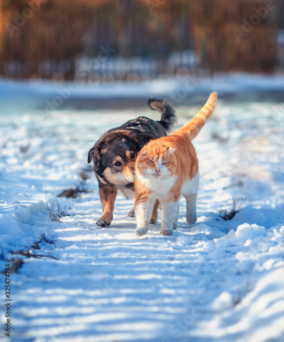 Fototapeta Naklejka Na Ścianę i Meble -  cat and dog amicably walk side by side on a walk on a snowy courtyard in the village on a Sunny spring day