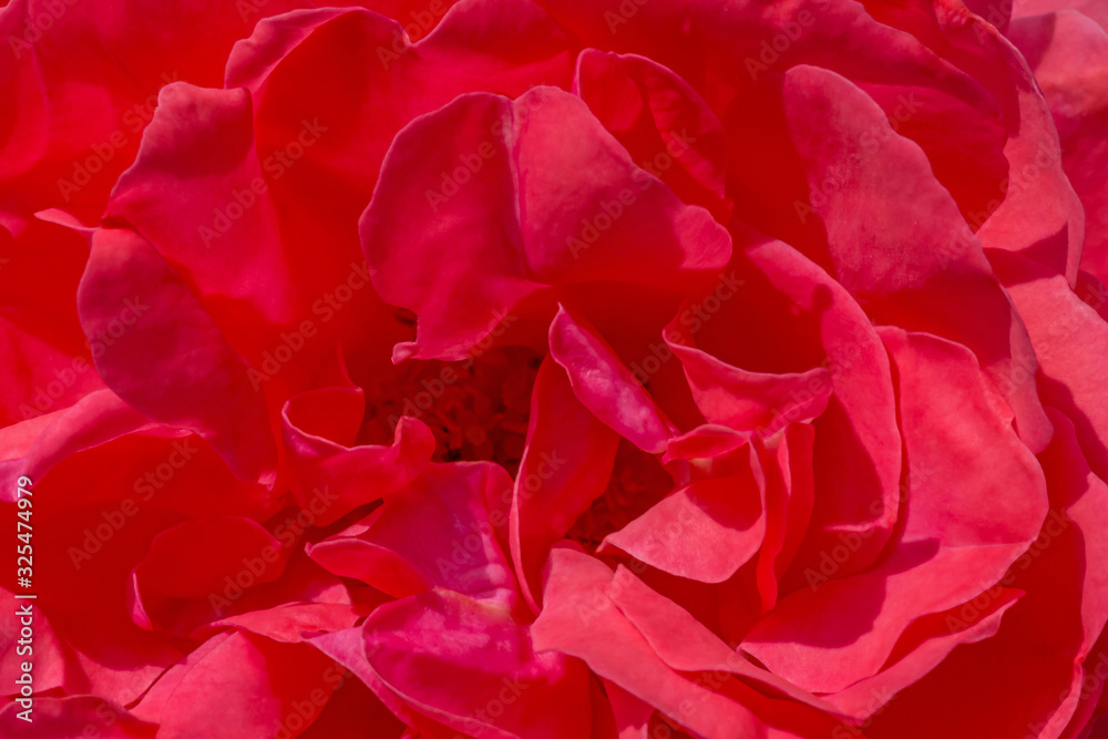 close up petals of beautiful coral rose close up petals of beautiful coral rose