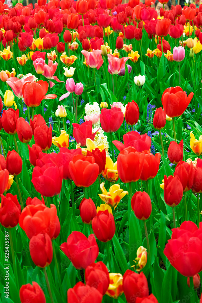 Fototapeta premium Meadow of blooming multicolored tulips in spring