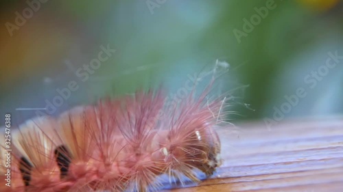 Pale Tussock or Calliteara Pudibunda is a caterpillar of a moth. Captured in slow motion in a garden in Germany.