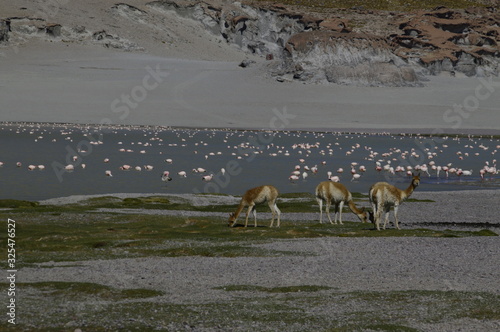 Flamencos y vicuñas, en una laguna, sin filtro