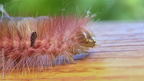 Pale Tussock or Calliteara Pudibunda is a caterpillar of a moth. Captured in slow motion in a garden in Germany.