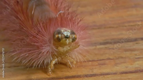 Pale Tussock or Calliteara Pudibunda is a caterpillar of a moth. Captured in slow motion in a garden in Germany.