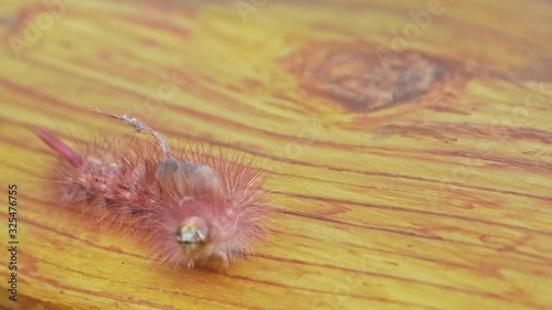 Pale Tussock or Calliteara Pudibunda is a caterpillar of a moth. Captured in slow motion in a garden in Germany.