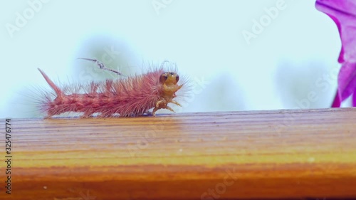 Pale Tussock or Calliteara Pudibunda is a caterpillar of a moth. Captured in slow motion in a garden in Germany.