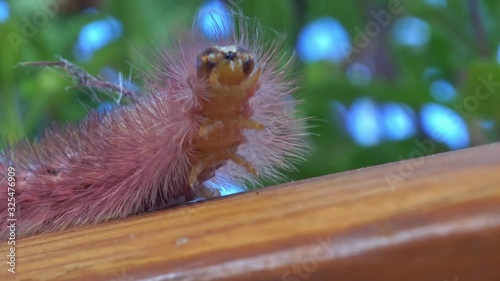 Pale Tussock or Calliteara Pudibunda is a caterpillar of a moth. Captured in slow motion in a garden in Germany.