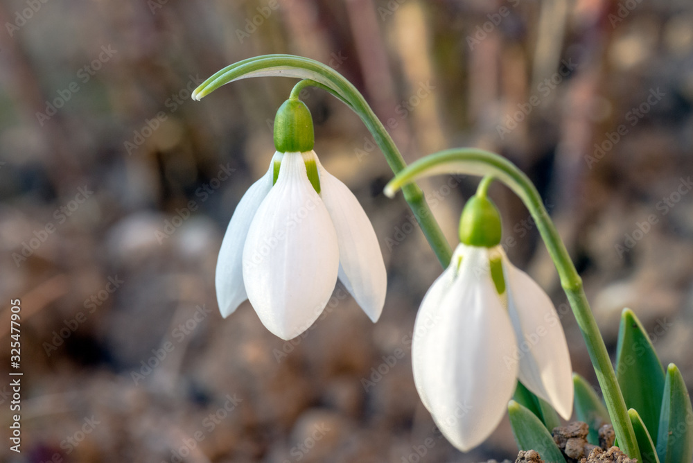 Fototapeta premium Snowdrop or common snowdrop. First spring wildflowers. Macro shot.