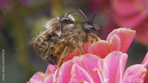 A macro shot of two honey bees piggyback on a flower.