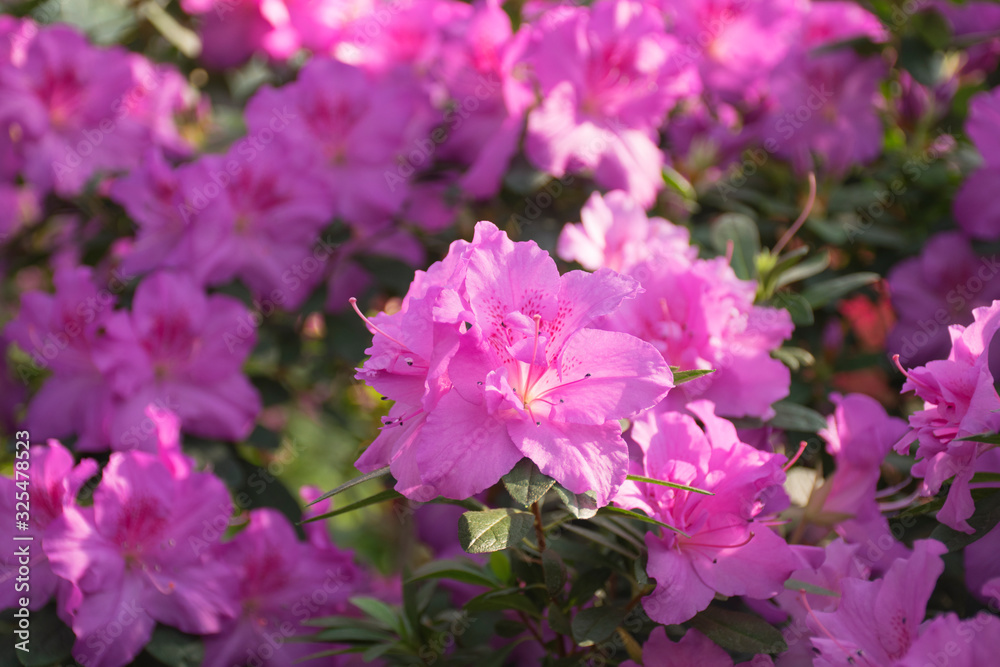 Pink azalea bush in greenhouse. Beautiful flowers. Season of flowering azaleas. Pink azalea bush in greenhouse. Beautiful flowers. Season of flowering azaleas.