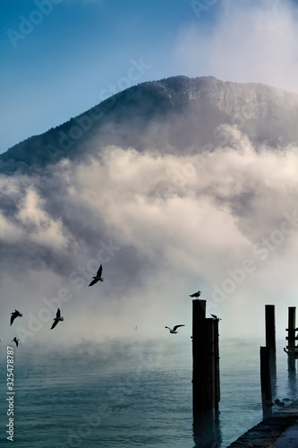 Birds flying in front of mist next to wooden mole