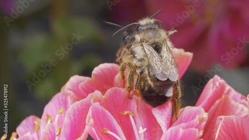 A macro shot of two honey bees piggyback on a flower.