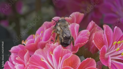 A macro shot of two honey bees piggyback on a flower.