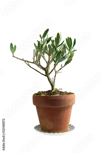Olive tree plant in pot isolated on White background