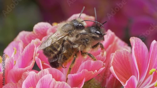 A macro shot of two honey bees piggyback on a flower.