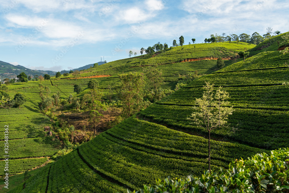 Green hills landscape with tea plantations in Sri Lanka, Nuwara Eliya