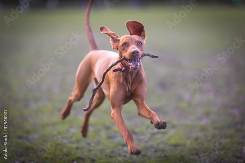 Happy Vizsla puppy with a stick