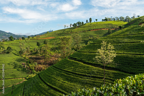 Green hills landscape with tea plantations in Sri Lanka  Nuwara Eliya