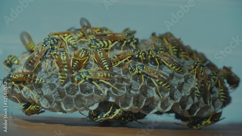 Field Wasps Polistes Building Honeycombs Nest
