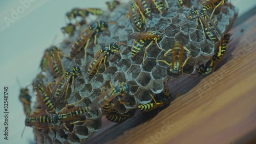 Field Wasps Polistes Building Honeycombs Nest