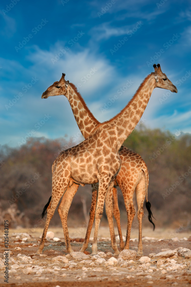 Obraz premium Giraffe mating ritual in Etosha Nature reserve in Namibia