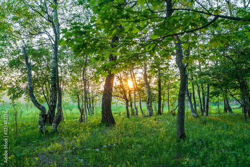 Forest in summer colors. Green colored deciduous trees in golden sunlight. Laelatu, Estonia, Europe