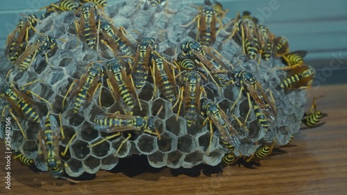Field Wasps Polistes Building Honeycombs Nest
