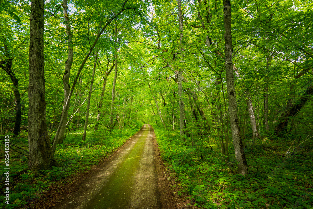 Trail in the woods in beautiful spring landscape. Walking path in the mixed forest.