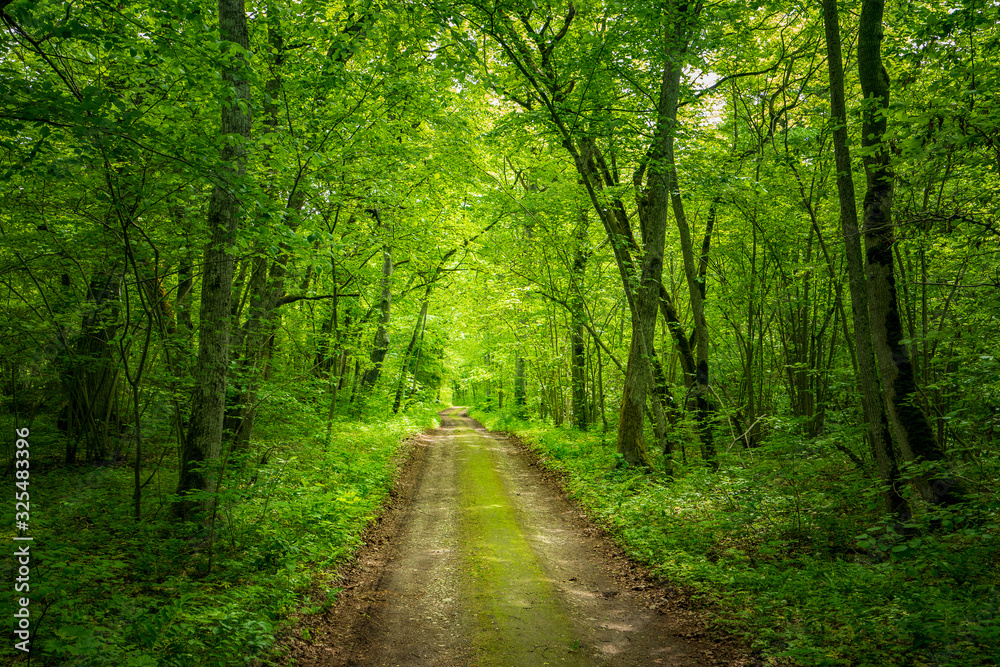 Trail in the woods in beautiful spring landscape. Walking path in the mixed forest. Trail in the woods in beautiful spring landscape. Walking path in the mixed forest.