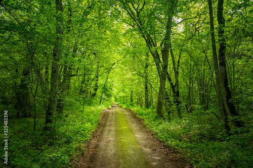 Trail in the woods in beautiful spring landscape. Walking path in the mixed forest.