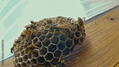 Field Wasps Polistes Building Honeycombs Nest