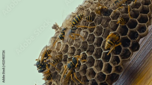 Field Wasps Polistes Building Honeycombs Nest