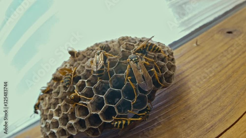 Field Wasps Polistes Building Honeycombs Nest