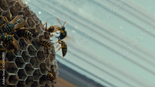 Field Wasps Polistes Building Honeycombs Nest