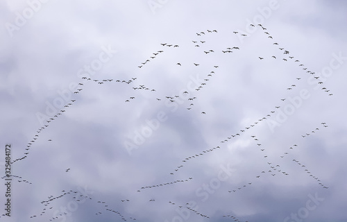 A flock of geese flying against a cloudy sky creating odd shapes.