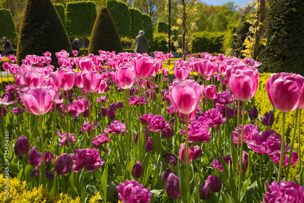 Blooming summer garden, flowers park in Netherlands. Blooming summer garden, flowers park in Netherlands.