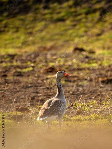 Photo of a Greylag goose - Anser Anser