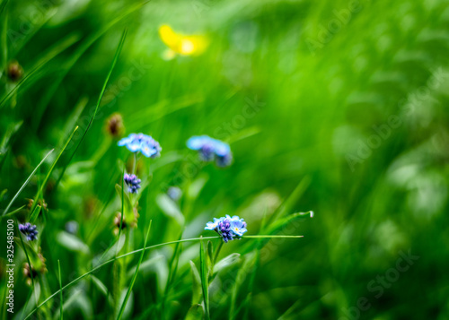 Flowers in a green field